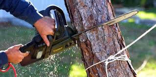 Why Choose Our Tree Removal Services in Mesilla, NM?