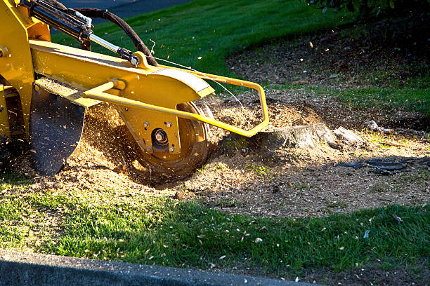 Best Aeration Services  in Mesilla, NM