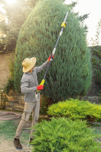 Tree and Shrub Care in Mesilla, NM