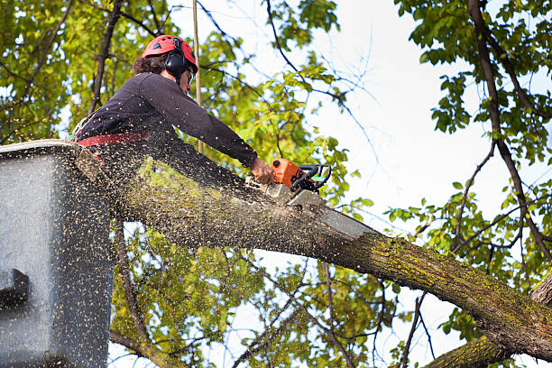 Reliable Mesilla, NM  Tree Services Solutions